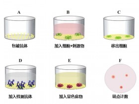 Mabtech肽库帮您一键解决ELISpot阳性对照的设置问题