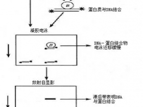 蛋白-DNA互作三驾马车之EMSA技术