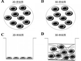 3D细胞培养专题1——全新一代微载体,给细胞安个家
