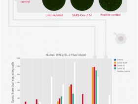 新冠免疫学研究,你不得不了解的荧光免疫斑点FluoroSpot技术