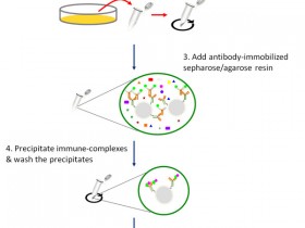 WB干货|IPKine™二抗--完美避免IP-WB实验重链或轻链干扰!