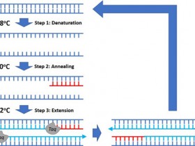 提高PCR扩增特异性,BlazeTaq™ SYBR® PCR试剂盒了解一下