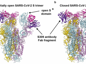 生物评论周报第119期:Nature:SARS单克隆抗体可用于中和新冠病毒