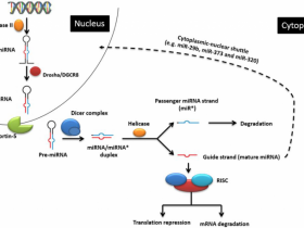 All-in-One™ miRNA qRT-PCR 系列试剂盒,快速、准确定量!