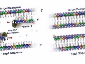 PCR扩增得率低或者无扩增?一篇干货解决所有问题