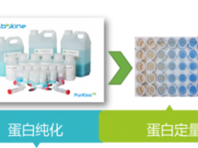 WB蛋白分析产品组合方案