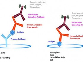 人源血清学检测二抗怎么选?