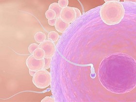 卵细胞主动选择精子机制大揭秘
