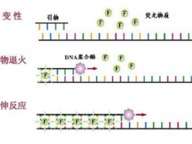 PCR疑难问题粉碎机(二)——荧光定量PCR