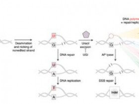 生物评论周报第128期:新的CRISPR C-G DNA碱基编辑器