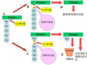去泛素化酶(DUB)的5大家族,你了解多少?