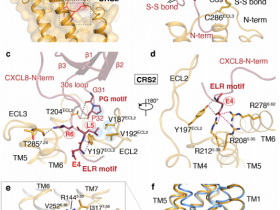 生物评论周报第125期:Nature:血脑屏障会随年龄变化而受损