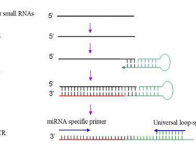 逆转录PCR技术,定量更精确