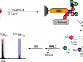 泛素化蛋白快速富集纯化黑科技—TUBEs