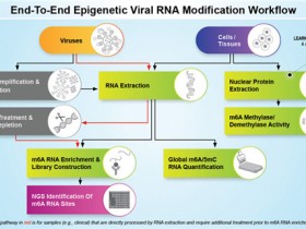 全套病毒RNA m6A甲基化修饰研究工具来了!