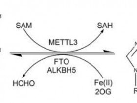 【复盘】m6A甲基化疑难杂症&治疗方法