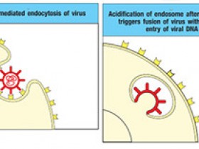ADE效应是什么?新冠疫苗存在这种风险吗?