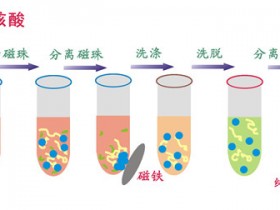 你知道吗?原来现在流行用磁珠法提取核酸了