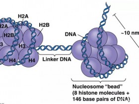 表观遗传之组蛋白修饰—组蛋白乙酰化