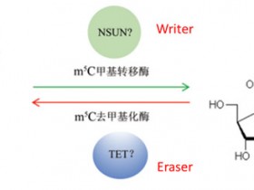 表观遗传之RNA甲基化一 5mc甲基化