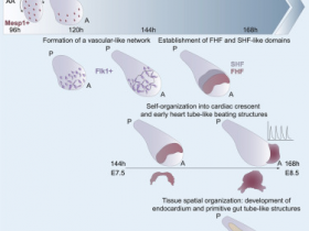 生物评论周报第143期：Cell Stem Cell：在胚胎早期阶段成功获得心脏类器官