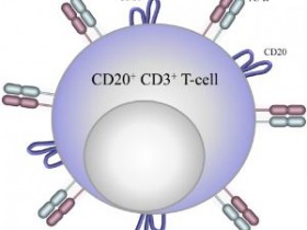 CD20/CD22/CD38/CD80的细胞表达及主要功能