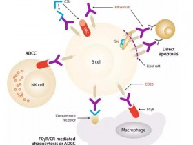 Abbkine重组人B淋巴细胞抗原CD20——排除实验干扰,让实验万无一失!