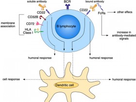 CD22——自身免疫疾病和B细胞恶性肿瘤治疗的热门靶点之一