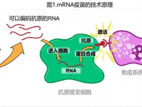 mRNA 疫苗到底是什么？它又是如何发挥功能的呢？