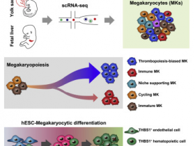 生物评论周报第149期:Cell Stem Cell:解析人类巨核细胞的发育过程