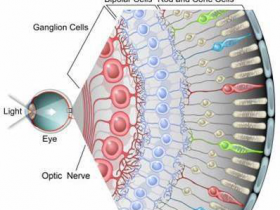 OSK——视力逆转生物钟