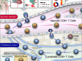 生物评论周报第147期:粪群移植联合PD-1抗体有望治疗恶性黑色素瘤