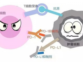 PD-1疗法中的一些新的颠覆性发现