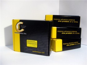 CytoSkeleton代理|CytoSkeleton细胞骨架-艾美捷科技