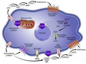 多功能外切酶CD38——助力肿瘤免疫逃逸和信号通路研究