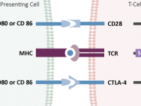 低内毒素&高纯度CD80/B7-1——Abbkine热销推荐