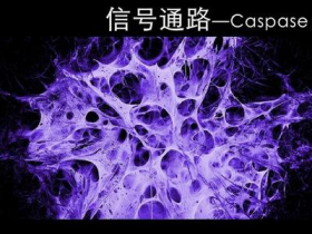 Caspases酶系列1:底物及抑制剂