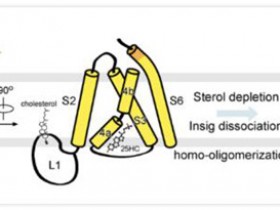 生物评论周报第153期:颜宁等最新论文:固醇类分子调节SREBP信号通路的分子机制