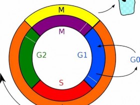 细胞周期分析——细胞周期染色试剂盒解决方案