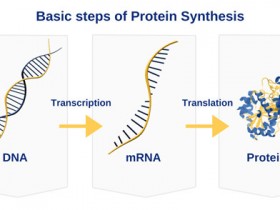 microRNA如何调控蛋白质生产？肿瘤相关蛋白来助力！