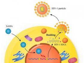 生物评论周报第156期：根除潜伏在被感染免疫细胞内的HIV的新方法