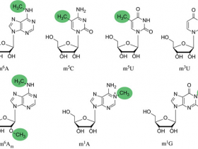 找m6A抗体,这个超能打,懂的都懂~