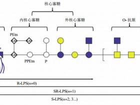 高品质抗脂多糖核心单克隆抗体,克隆号WN1 222-5