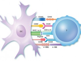 T细胞增殖,流式如何检测?