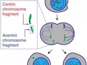 生物评论周报第164期:CRISPR–Cas9介导的基因组编辑会导致染色体碎裂