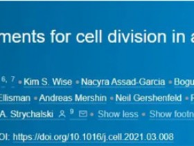 重大进展：科学家造出能分裂的细胞和可产生一氧化氮的细胞