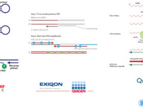 双尾RT-qPCR——超高灵敏度和特异性miRNA定量方法