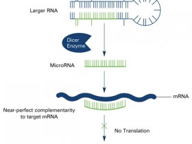 真的能提取完整microRNAs（< 200 nt）吗？Nature都知道