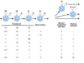 如何利用多色流式细胞术筛选抗体分泌B细胞