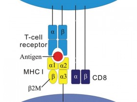 人β2-微球蛋白——科研专用